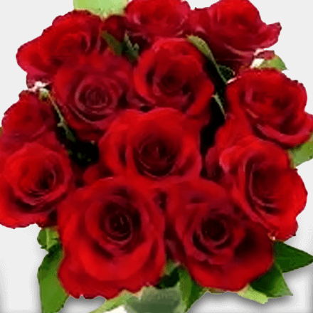Bouquet of twelve world's best Ecuador roses