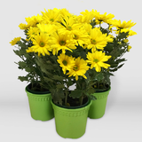 Three pots of yellow mums