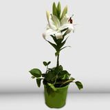 Potted Casablanca Lily