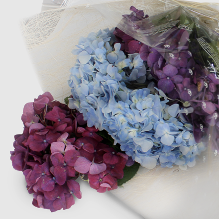 Bouquet of Seasonal Hydrangea