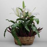 Dapo firn in a basket with one stem cut flower