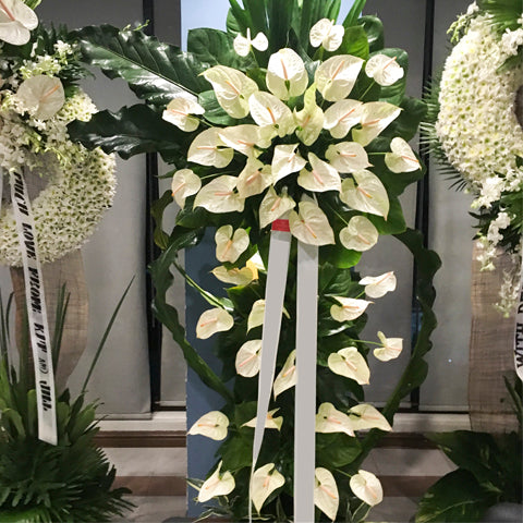 anthurium flower price in philippines White anthuriums with letter "C" shape – Sylvia's Flowers