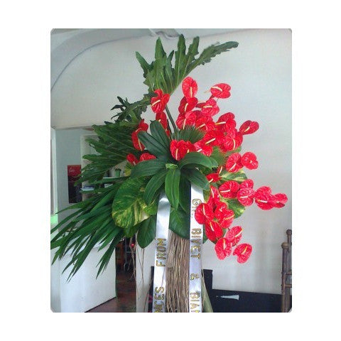 Red Anthuriums