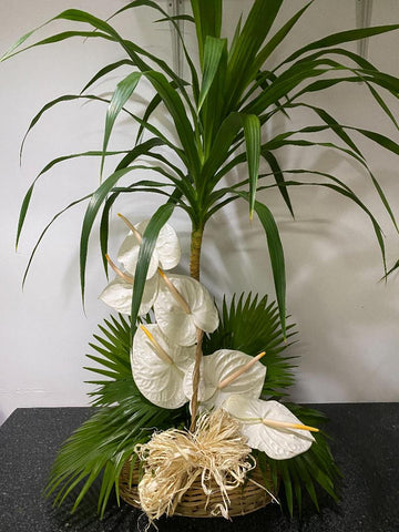 JUMBO ANTHURIUMS IN A BASKET